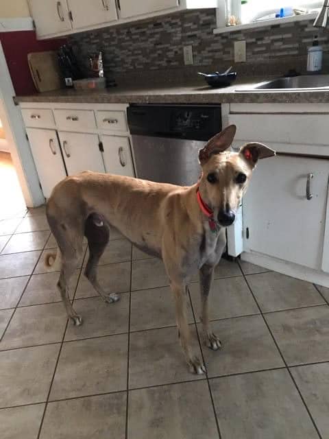 greyhound in the kitchen