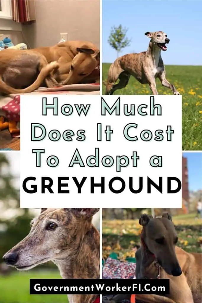how much do greyhounds cost pinterest pin