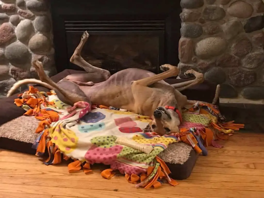 greyhound roaching on his dog bed